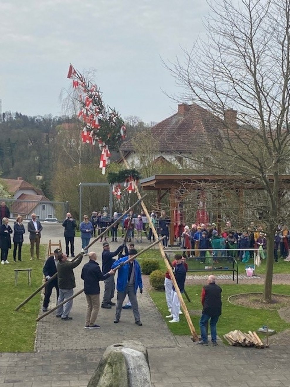 Maibaum steht schon fast