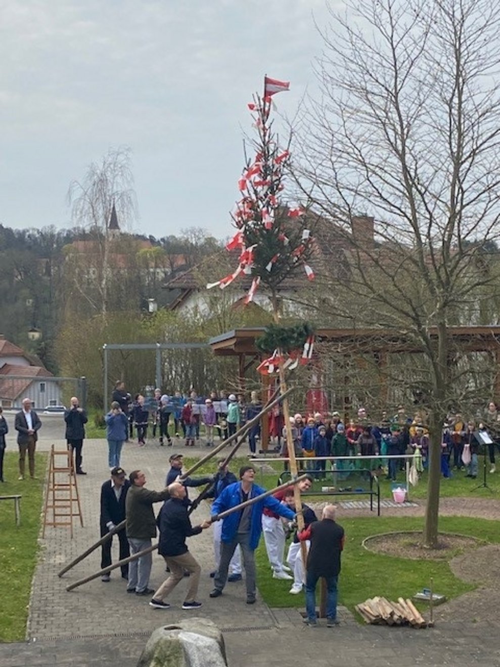 Maibaum steht mithilfe von allen